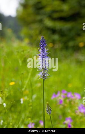 Nero rampion Phyteuma nigrum vicino al Col de la macchina Vercors Parco Naturale Regionale del Vercors Francia Foto Stock