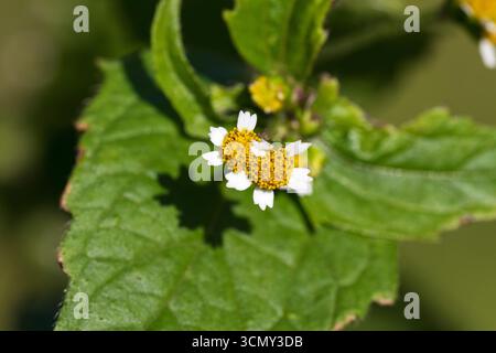 Soldato Shaggy Galinsoga quadriradiata che cresce accanto a un marciapiede Ringwood Hampshire Inghilterra Regno Unito settembre 2017 Foto Stock