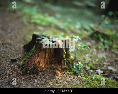 Lumaca rossa in piedi sul ceppo nei boschi della Foresta Nera in Germania Foto Stock