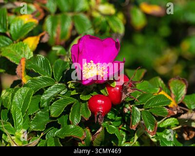 Rosa rosa rugosa e fianchi, Lymington and Keyhaven Nature Reserve, Hampshire and Isleof Wight Wildlife Trust Reserve, Hampshire, Inghilterra, Foto Stock