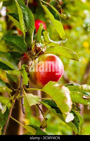 mela melrose appesa al ramo con foglie. frutta biologica matura dolce sull'albero. raccolta rurale autunnale su sfondo verde di fogliame sfocato in Foto Stock