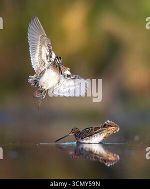 Il comune Snipe Gallinago gallinago aspetta sul bordo dello stagno in cerca di cibo, la foto migliore Foto Stock