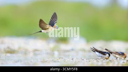 Cecropis daurica raccoglie argilla e materiale da costruzione per costruire un nido, la foto migliore. Foto Stock