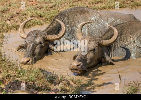 Sri Lanka - Yala - Bufalo d'acqua (Bubalus bubalis) - due bufali che bagnano lo stagno fangoso Foto Stock