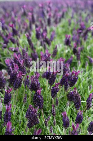 Campo di lavanda Foto Stock