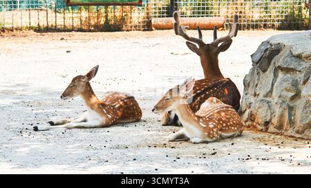 Famiglia di cervi a riposo sotto il baldacchino degli alberi, crogiolarsi nella calda luce del sole in mezzo al tranquillo paesaggio dello zoo Foto Stock