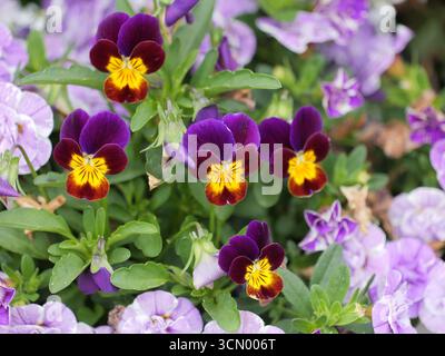 Fiori di pansia cornea viola con centri giallo-rossi e foglie verdi. Primo piano di. Copyspace. Foto Stock