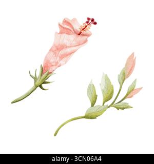 Gemme di ibisco rosso pastello con illustrazioni a foglie isolate su bianco. Fiore tropicale rosa chiaro acquerello in stile botanico. Hawaiano disegnato a mano Foto Stock