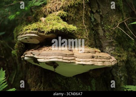Tronco d'albero ricoperto di muschio con crescita di funghi a ripiano polipare Foto Stock