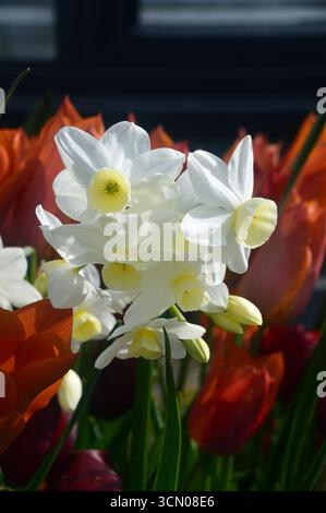 White Narcissus "Silver Chimes" (narcisi) in mostra ai confini presso RHS Garden Harlow Carr, Harrogate, Inghilterra, Regno Unito. Foto Stock