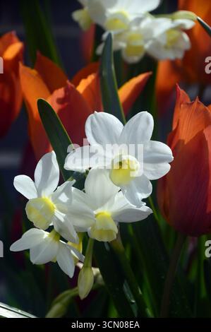 White Narcissus "Silver Chimes" (narcisi) in mostra ai confini presso RHS Garden Harlow Carr, Harrogate, Inghilterra, Regno Unito. Foto Stock