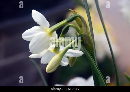 White Narcissus "Silver Chimes" (narcisi) in mostra ai confini presso RHS Garden Harlow Carr, Harrogate, Inghilterra, Regno Unito. Foto Stock