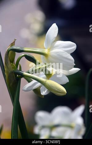 White Narcissus "Silver Chimes" (narcisi) in mostra ai confini presso RHS Garden Harlow Carr, Harrogate, Inghilterra, Regno Unito. Foto Stock