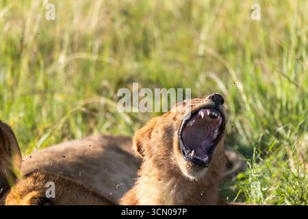 Un orgoglio di leoni che festeggiano per una recente uccisione Foto Stock