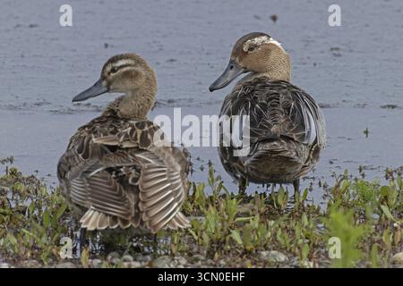 Garganey maschio e femmina in piedi uno accanto all'altro sul bordo dell'acqua, lago Neusiedl, Burgenland, Austria Foto Stock
