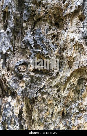 Primo piano di corteccia degli alberi pesantemente strutturata e intemprata, viale di alberi di tiglio vecchio di 400 anni Ladendorf Weinviertel bassa Austria Austria Foto Stock