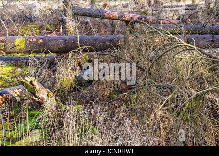 Alberi caduti dopo una tempesta che giace a terra Foto Stock