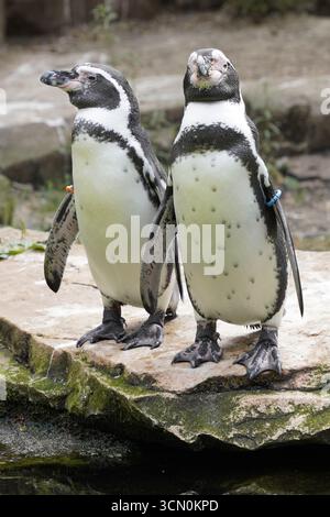 Primo piano verticale di una coppia amorevole, o coppia, di pinguini Humboldt (spheniscus humboldti), uccelli pinguini sudamericani, in piedi su una spiaggia rocciosa Foto Stock
