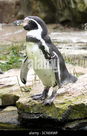 Primo piano verticale di un simpatico e solitario pinguino Humboldt (Spheniscus humboldti) in piedi su una roccia sulla riva del mare del Sud America Foto Stock