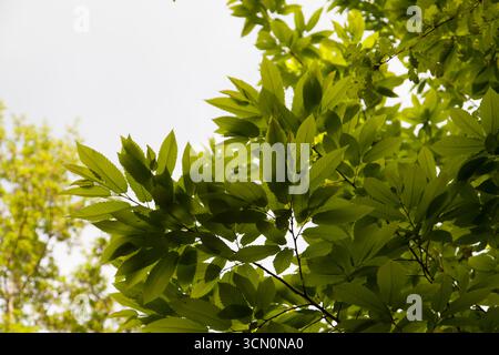 Un baldacchino di foglie visibili, sovrapposte tra loro formando una serie di strati traslucidi Foto Stock