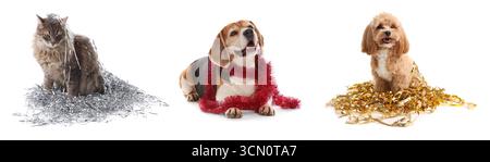 Cani e gatto carini con tinse luminose su sfondo bianco, collage Foto Stock