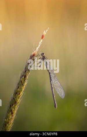 Dragonfly appollaiata su Grass Head in mezzo alla calda luce del tramonto Foto Stock