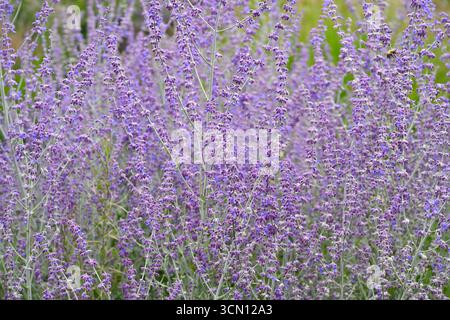Fiori estivi blu di salvia russa, Salvia yangii Perovskia 'Little Spire' giardino britannico settembre Foto Stock