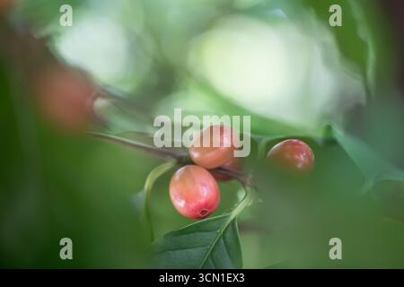 Primo piano artistico di un gruppo di ciliegie rosse sulla pianta del caffè con foglie e rami sfocati, bassa profondità di campo, bellissimo bokeh Foto Stock