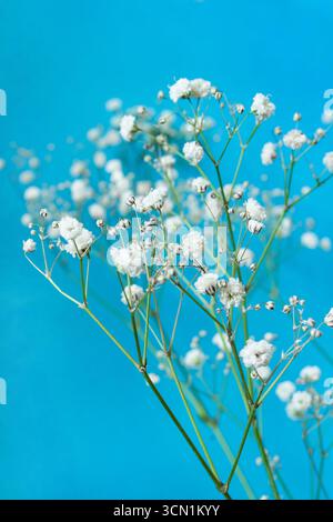 Piccoli fiori di gypsophila bianchi naturali su sfondo blu studio Foto Stock