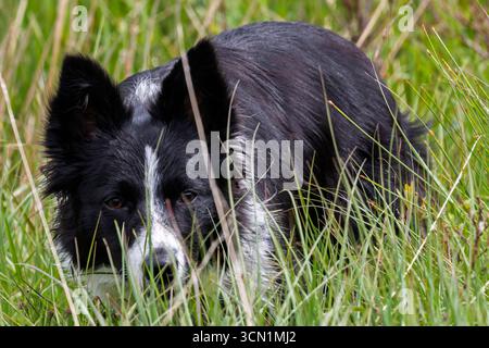 Scozia - Torridon - Loch Clair - Border Collie (Canis lupus familiaris) - cane in un prato erboso lussureggiante Foto Stock