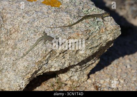 Due lucertole maculate che riposano su Rough Rock sotto il sole splendente nel Desert Habitat. Bonifacio, Corsica, Francia Foto Stock