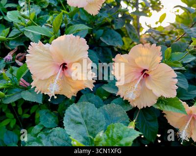 Splendida foto ravvicinata di fiori di pesca ibisco (Hibiscus rosa-sinensis) con petali arricciati e centri rossi. Perfetto per floreali e botanici Foto Stock
