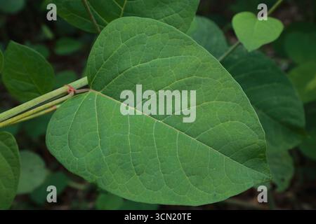 Immagine macro della foglia japonica di Fallopia matura che mostra la venazione e la struttura petiola Foto Stock