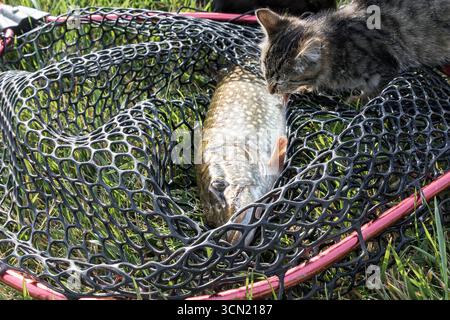 Primo piano di un gattino curioso che nutre una rete da pesca con un pesce luccio appena pescato che giace sull'erba verde all'aperto. Concetto di pesca, natura, animali domestici, a Foto Stock