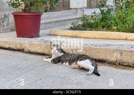 Un tabby e un gatto bianco giacciono comodamente sul marciapiede, guardando direttamente la fotocamera. Questo scatto spontaneo da Malta cattura la natura rilassata dei felini urbani delle isole. Foto Stock
