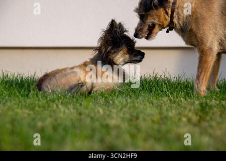 Due cani giocosi e amichevoli che si impegnano in una piacevole interazione all'interno di un vivace giardino verde Foto Stock