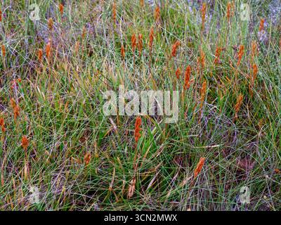 Boga asfodel, Narthecium ossifragum, in un habitat bogland Foto Stock