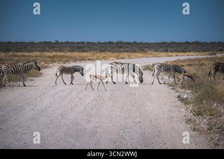 Percorso di attraversamento della mandria Zebra nel parco nazionale di Etosha Foto Stock