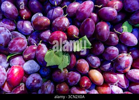 Prugne mature colorate dopo la raccolta in giardino, primo piano di frutta fresca succosa con foglie verdi alla luce naturale del sole. Foto Stock