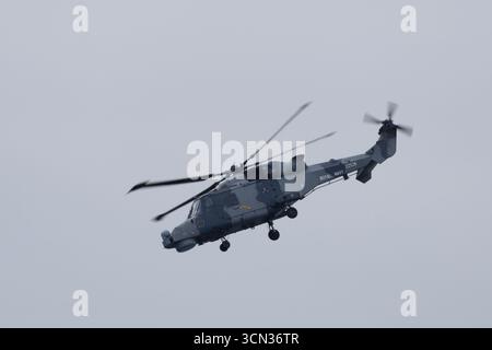 Elicottero Wildcat della Royal Navy durante una mostra di Blackcats della Royal Navy all'International Ayr Show Festival of Flight, Scozia Foto Stock