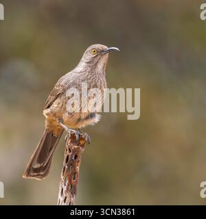 Curve-Bill Thrasher in Arizona Foto Stock