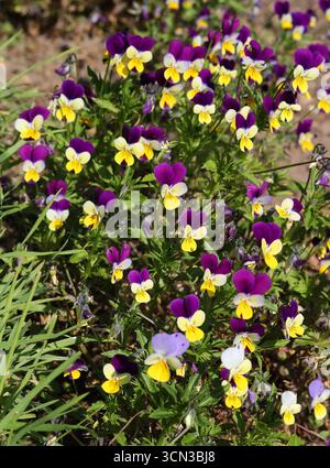 Wild Pansy, Heartsease o Viola 'Tricolor', Viola tricolor, Violaceae. REGNO UNITO. Viola tricolor è un comune fiore selvatico europeo. Foto Stock
