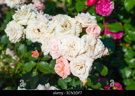 Ampia dose di rose floribunda di Carcassonne su grappolo, densa fioritura di albicocche e foglie verdi scure lucide sotto il sole estivo. Foto Stock