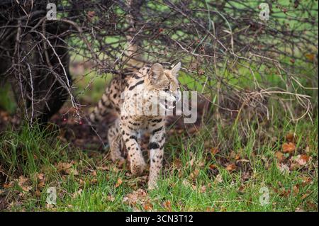 Gatto servale che si muove attraverso l'erba e i rami con la bocca aperta mostrando i denti Foto Stock