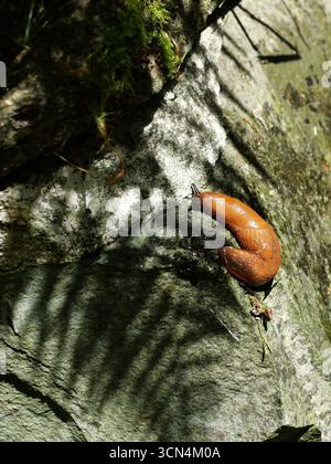 Lumaca marrone-arancio su roccia coperta di muschio in ambiente naturale. Primo piano. Copyspace. Foto Stock