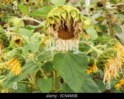 Girasole appassite nel campo, simbolo dell'autunno e motivo naturale che simboleggia la transitorietà. Primo piano dettagliato e naturale. Copyspace. Foto Stock