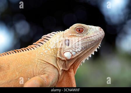 Chiudere un'iguana albino su un albero Foto Stock