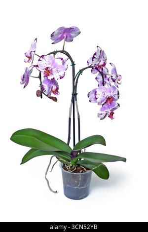 Pianta di orchidea "Phalaenopsis Magic Art" con due fiori viola e bianchi colorati in vaso trasparente su sfondo bianco Foto Stock