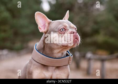 Ritratto della carina nuova ombra Isabella Bulldog francese color marrone arancione con collo largo Foto Stock