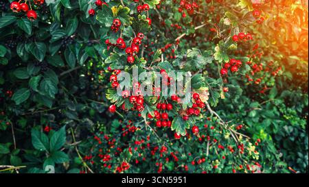 Bacche rosse di biancospino maturo con foglie verdi, illuminate da soffici raggi del sole serale autunnale. Messa a fuoco selettiva. Foto Stock